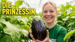 Melanzani: Die Prinzessin im Glashaus