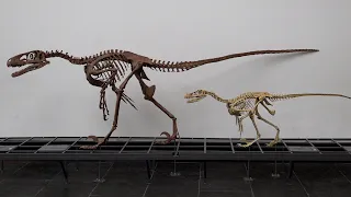 Filmfehler in Jurassic Park: Velociraptor war in Wirklichkeit gar nicht so groß!