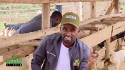 How to feed chickens correctly and take care of goats | Seeds Of Gold