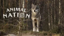 Animal Nation | Kanienʼkéha | S01E07