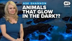 Bioluminescence: How do animals glow in the dark?