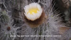 BÚSQUEDA EN EL DESIERTO FLORIDO