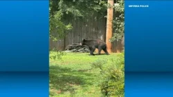 Bear sighting in Smyrna | What we know