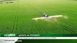 ЦЕНИТЕ НА ТОРОВЕТЕ: Копа и Коджека с критики относно промени в СВАМ