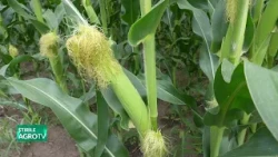 Expecting over 10 tons of corn per hectare! 07/13/2026