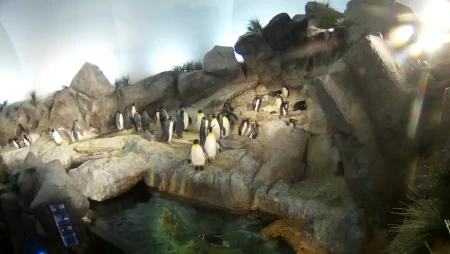 Saint Louis Zoo - Penguin & Puffin Coast
